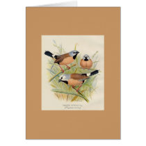 Frohawk - Parson Finch cards