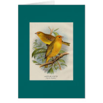 Frohawk - Saffron Finch cards