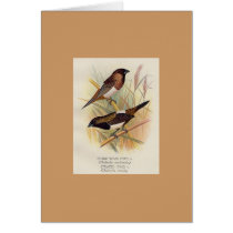 Frohawk - Sharp-Tailed Finch & Striated Finch cards
