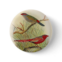 Frohawk - Sydney Waxbill & Australian Fire-Finch buttons by LisasLair Frohawk - Sydney Waxbill & Australian Fire-Finch buttons
