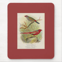 Frohawk - Sydney Waxbill & Australian Fire-Finch mousepads by LisasLair Frohawk - Sydney Waxbill & Australian Fire-Finch mousepads