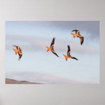 Frolicking Red Kite Print