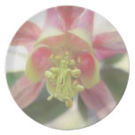 From Below - Aquilegia Bloom Dinner Plate
