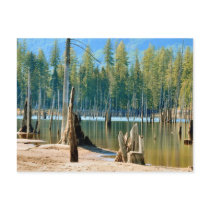 From below the water line the deadheads rise postcards