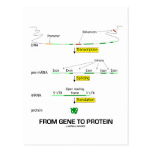 From Gene To Protein Post Cards