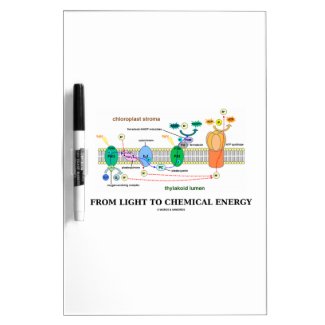 From Light To Chemical Energy (Photosynthesis) Dry Erase Board