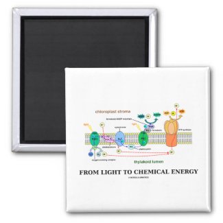 From Light To Chemical Energy (Photosynthesis) Magnets