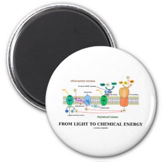 From Light To Chemical Energy (Photosynthesis) Refrigerator Magnets
