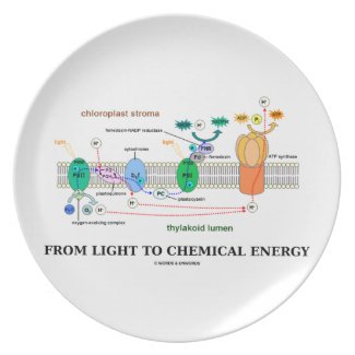 From Light To Chemical Energy (Photosynthesis) Party Plates