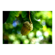 From little acorns grow mighty oaks posters