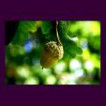 From little acorns grow mighty oaks