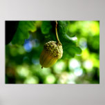 From little acorns grow mighty oaks posters