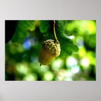 From little acorns grow mighty oaks posters