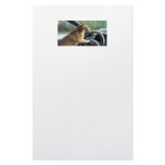 From meow to you. stationery