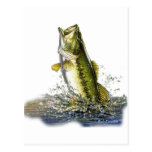 From the FreshWater Collection by FishTs.com Post Cards