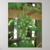 From the Grapevine posters