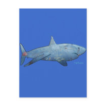 From the Sharks Collection postcards
