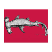From the Sharks Collection postcards