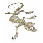 From the Skulls Collection
