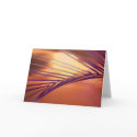 Frond at sunset cards