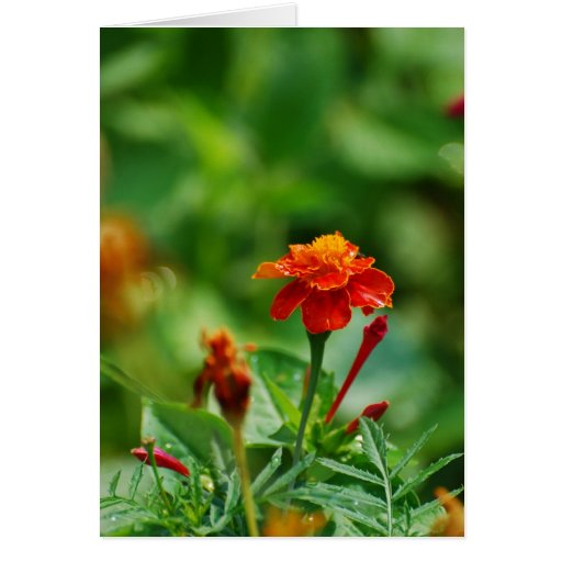 Front page flower card | Zazzle