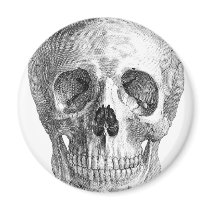 Frontal view drawing of a human skull magnet