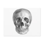 Frontal view drawing of a human skull post card