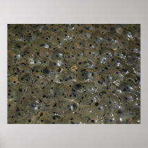 Froschlaich Print