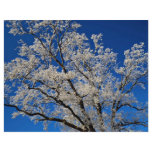 Frost-covered branches, England Winter Flyer