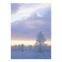 Frost-Covered Forest Custom Invitations