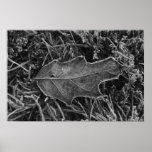 Frost Covered Leaf Print