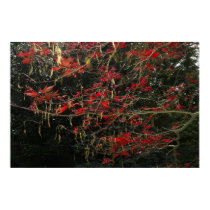 Frost Damaged Japanese Maple posters by sydwdn Frost Damaged Japanese Maple posters