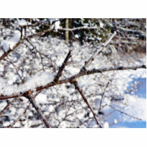 Frost On Tree Twig photo sculptures by lifesphere Frost On Tree Twig photo sculptures