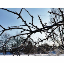 Frostbitten Twig Frosen Tree Acrylic Cut Outs