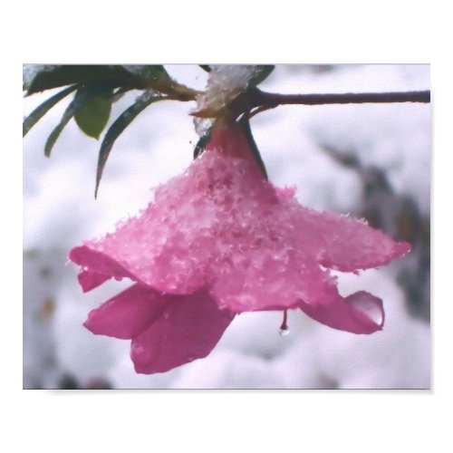 Frosted Azalea Print