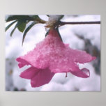 Frosted Azalea posters