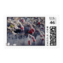 Frosted Berries postage stamps