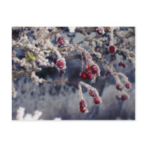 Frosted Berries postcard postcards