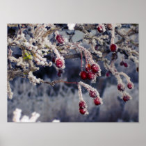 Frosted Berries print posters