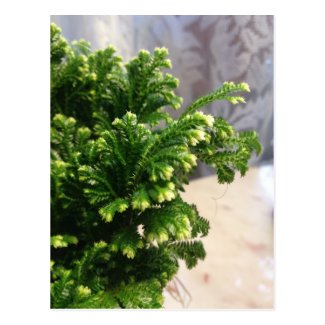Frosted Fern Plant Postcard
