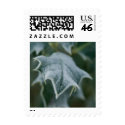 Frosted Holly • Christmas Stamp by SabineStGreetings Frosted Holly • Christmas Stamp