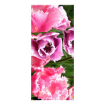Frosted Ladies rack cards