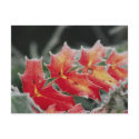 frosted Leaves post card postcards