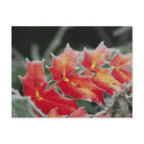 frosted Leaves post card postcards