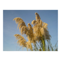 Frosted Pampas posters by Stronsy Frosted Pampas posters