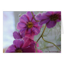 Frosted Pink Beauty Cards