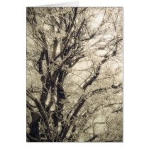 Frosted Tree card cards