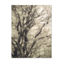 Frosted Tree postcard postcards
