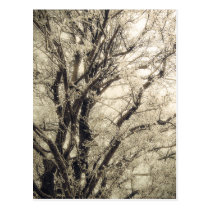 Frosted Tree postcard postcards
