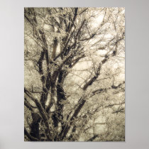 Frosted Tree print posters